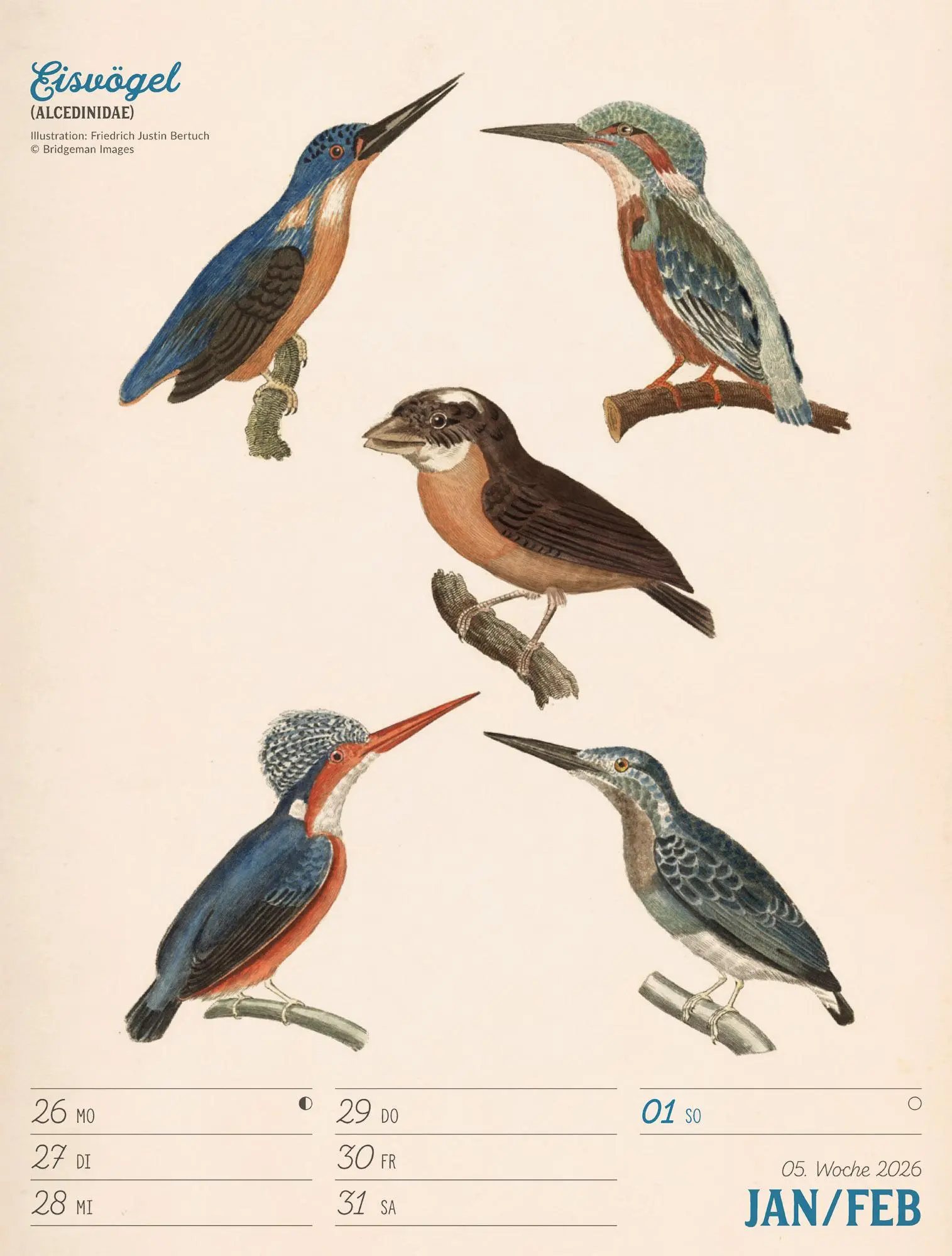 Bild: 9783838436111 | Wunderbare Vogelwelt Wochenplaner Kalender 2026 | GmbH | Kalender