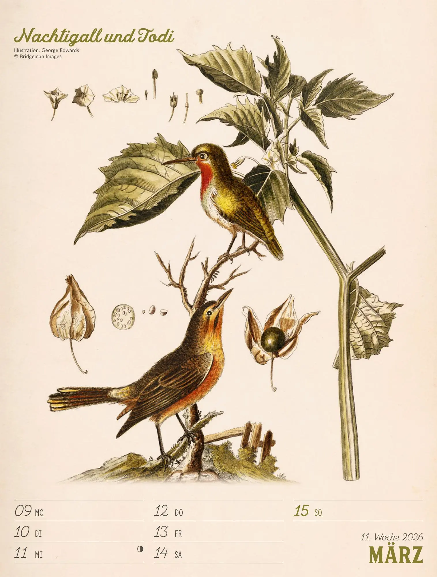 Bild: 9783838436111 | Wunderbare Vogelwelt Wochenplaner Kalender 2026 | GmbH | Kalender