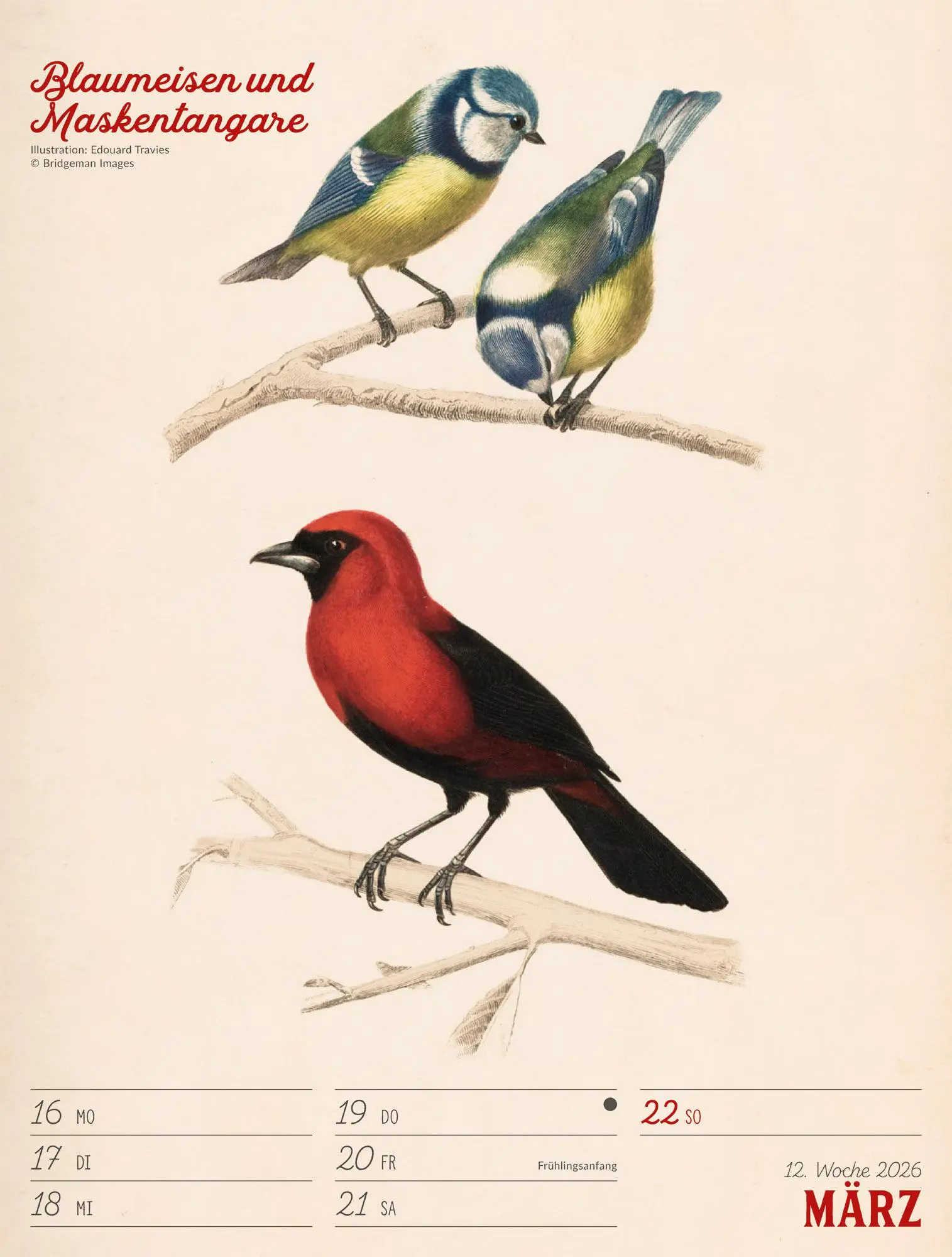 Bild: 9783838436111 | Wunderbare Vogelwelt Wochenplaner Kalender 2026 | GmbH | Kalender