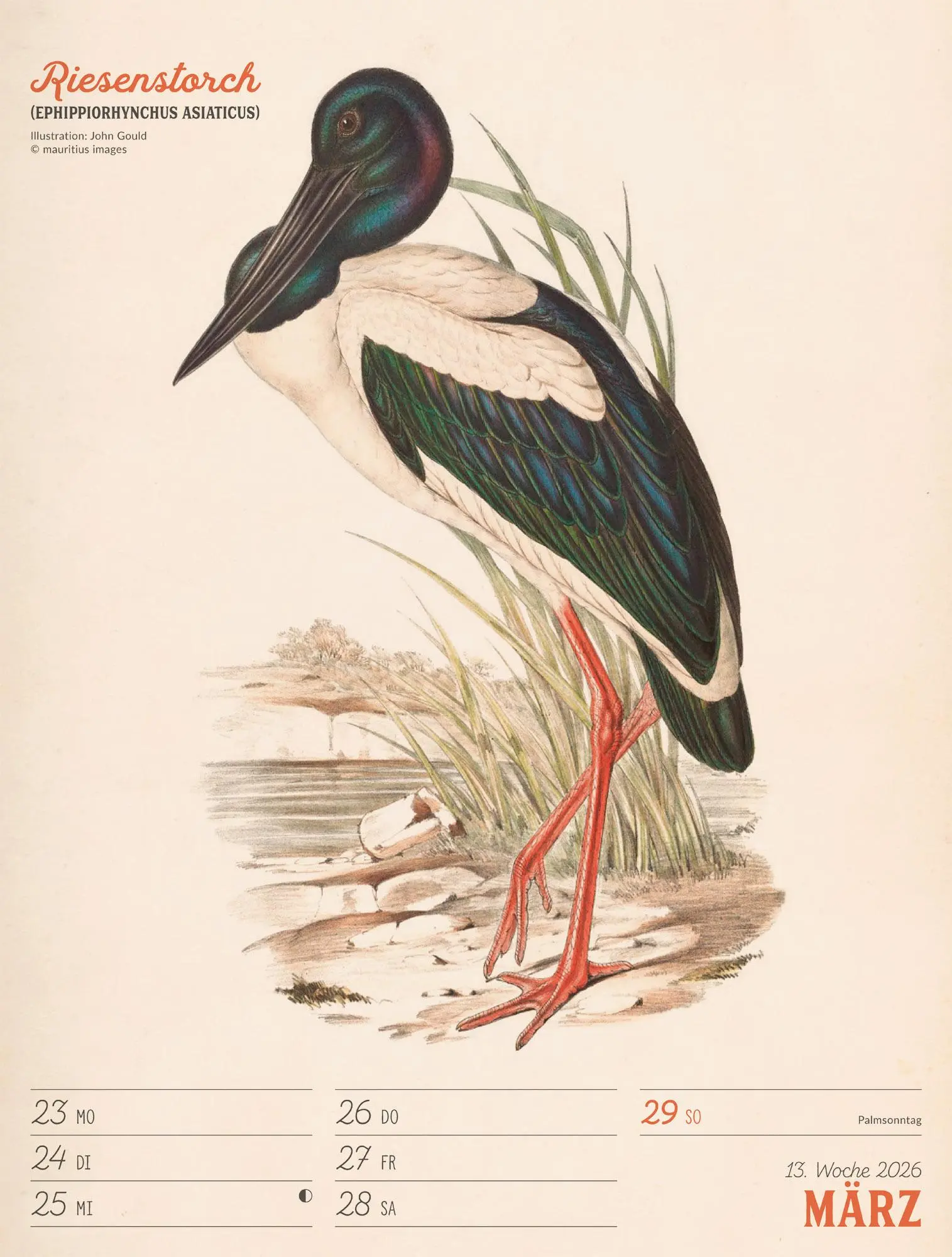 Bild: 9783838436111 | Wunderbare Vogelwelt Wochenplaner Kalender 2026 | GmbH | Kalender
