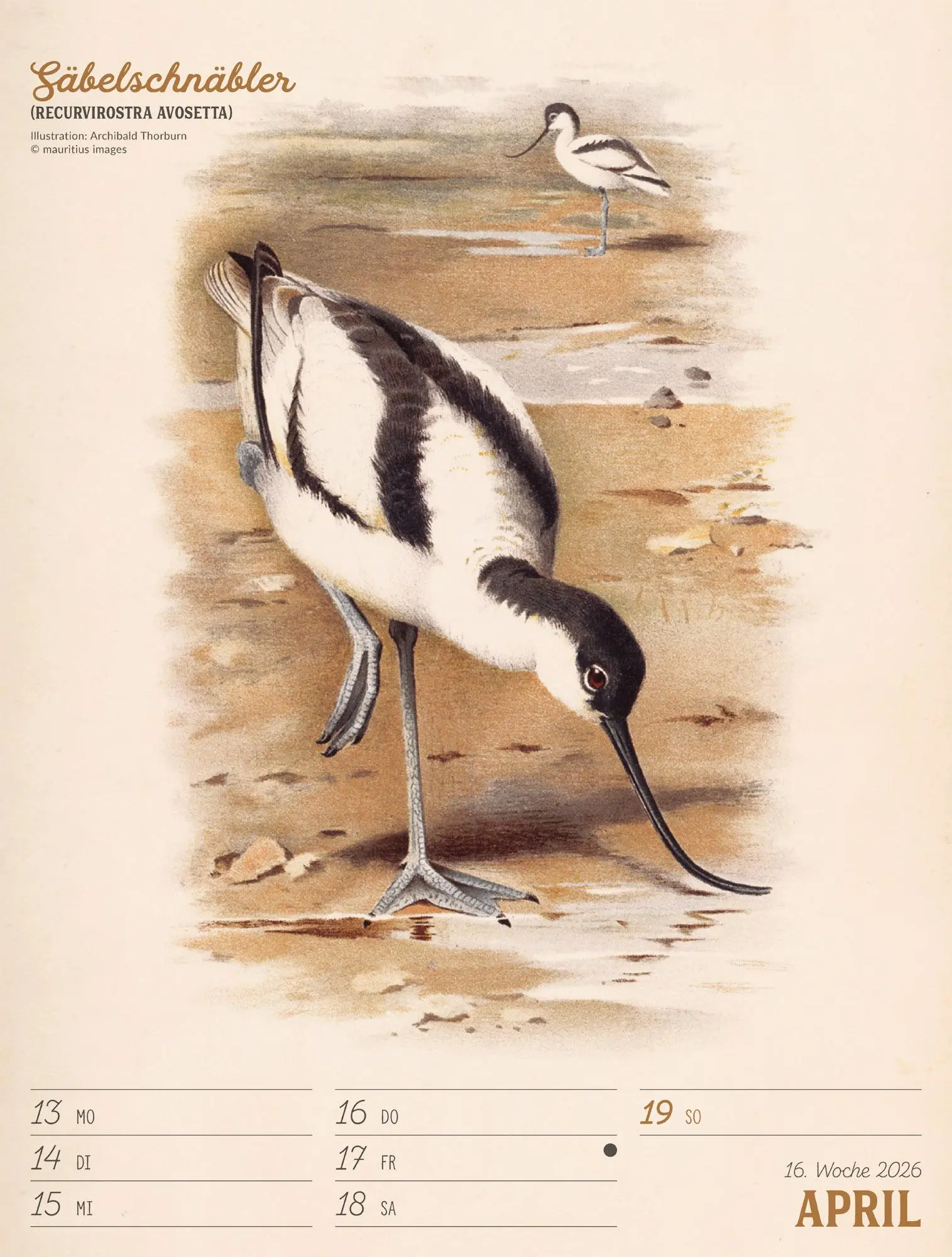 Bild: 9783838436111 | Wunderbare Vogelwelt Wochenplaner Kalender 2026 | GmbH | Kalender