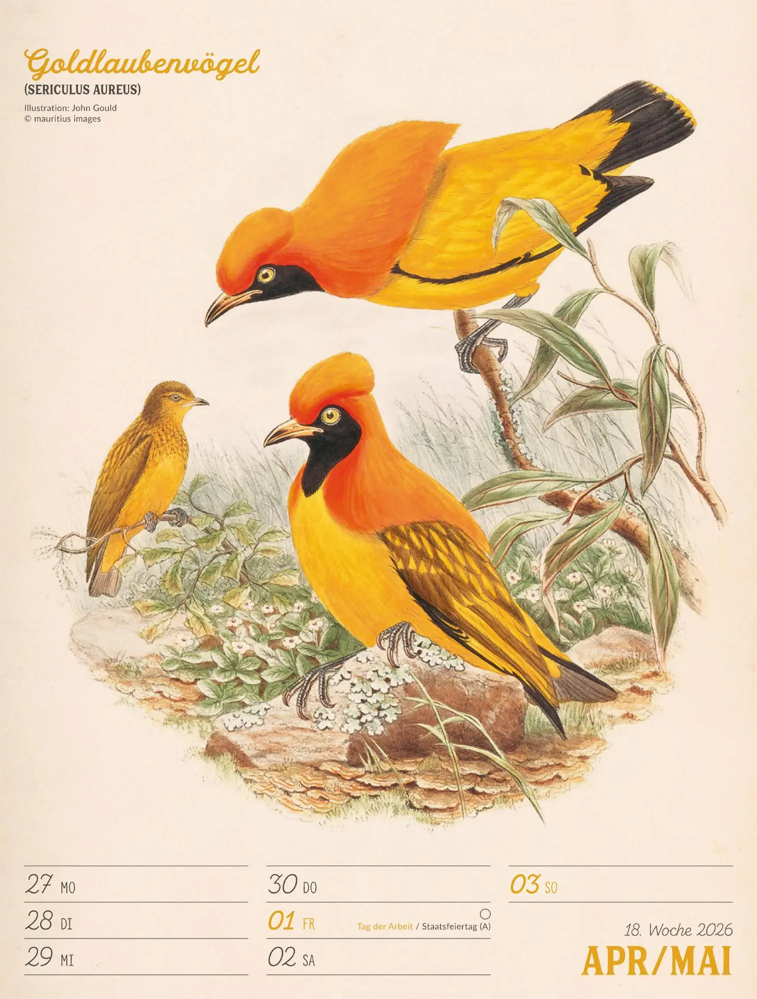 Bild: 9783838436111 | Wunderbare Vogelwelt Wochenplaner Kalender 2026 | GmbH | Kalender