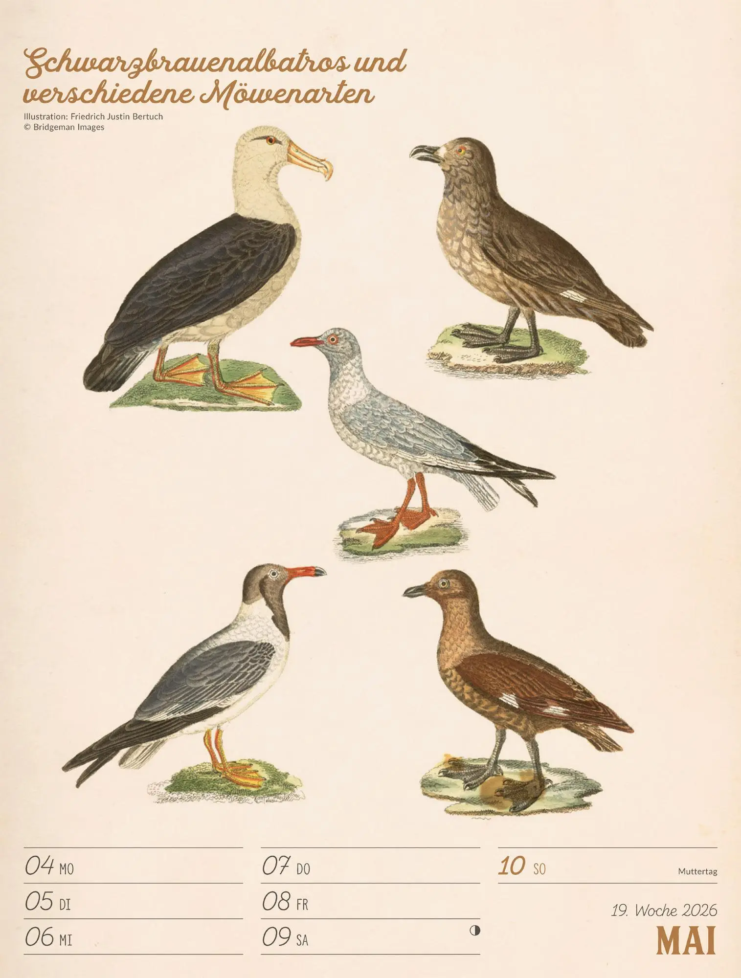 Bild: 9783838436111 | Wunderbare Vogelwelt Wochenplaner Kalender 2026 | GmbH | Kalender