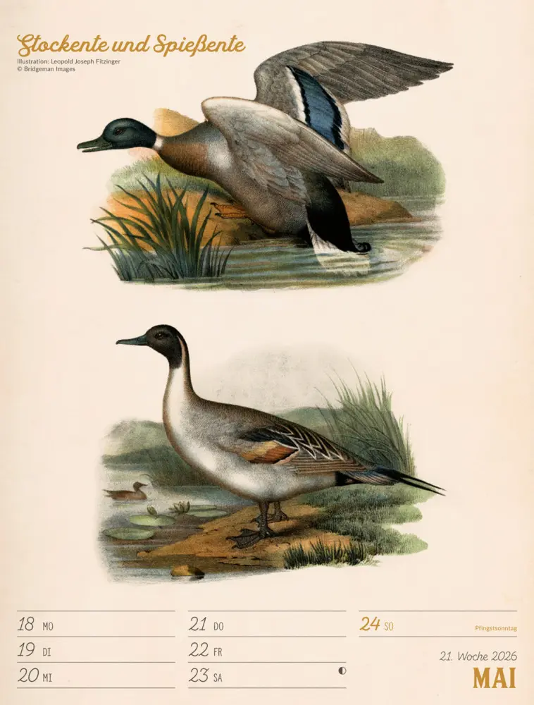 Bild: 9783838436111 | Wunderbare Vogelwelt Wochenplaner Kalender 2026 | GmbH | Kalender