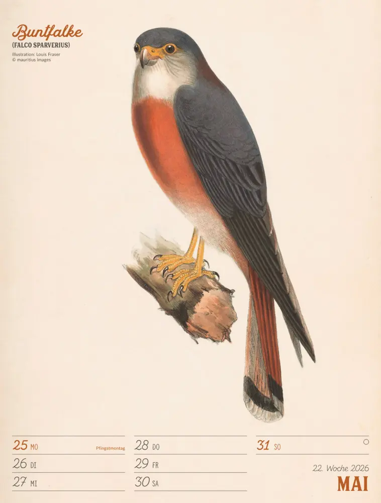 Bild: 9783838436111 | Wunderbare Vogelwelt Wochenplaner Kalender 2026 | GmbH | Kalender