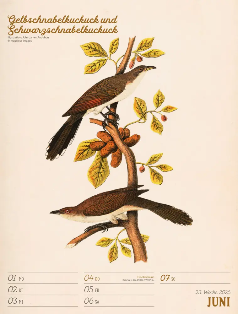 Bild: 9783838436111 | Wunderbare Vogelwelt Wochenplaner Kalender 2026 | GmbH | Kalender