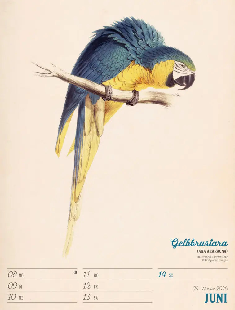 Bild: 9783838436111 | Wunderbare Vogelwelt Wochenplaner Kalender 2026 | GmbH | Kalender