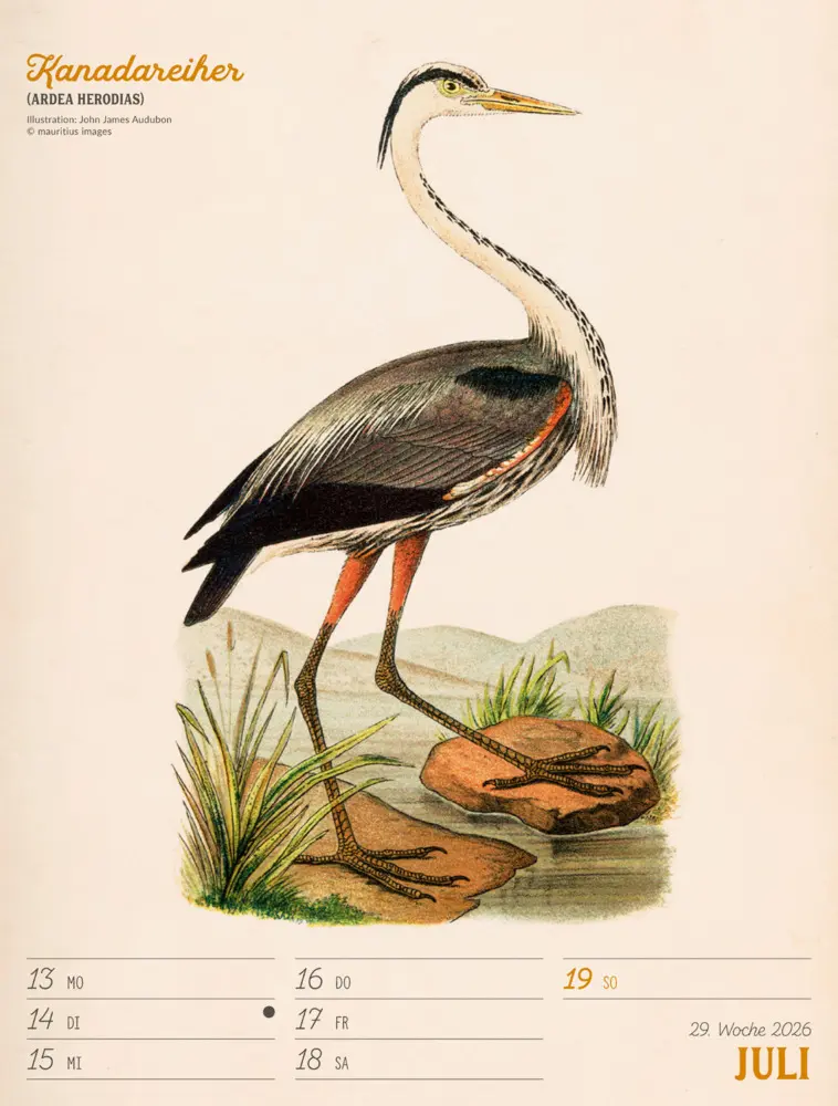 Bild: 9783838436111 | Wunderbare Vogelwelt Wochenplaner Kalender 2026 | GmbH | Kalender