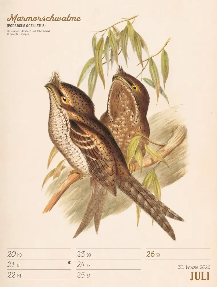 Bild: 9783838436111 | Wunderbare Vogelwelt Wochenplaner Kalender 2026 | GmbH | Kalender