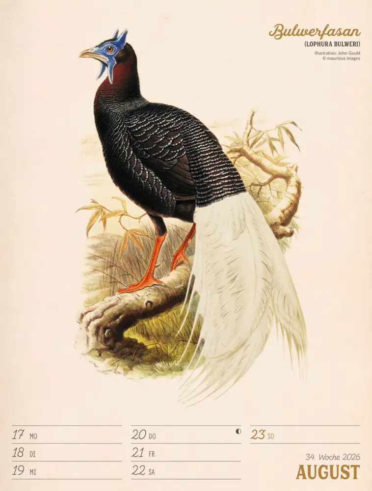Bild: 9783838436111 | Wunderbare Vogelwelt Wochenplaner Kalender 2026 | GmbH | Kalender