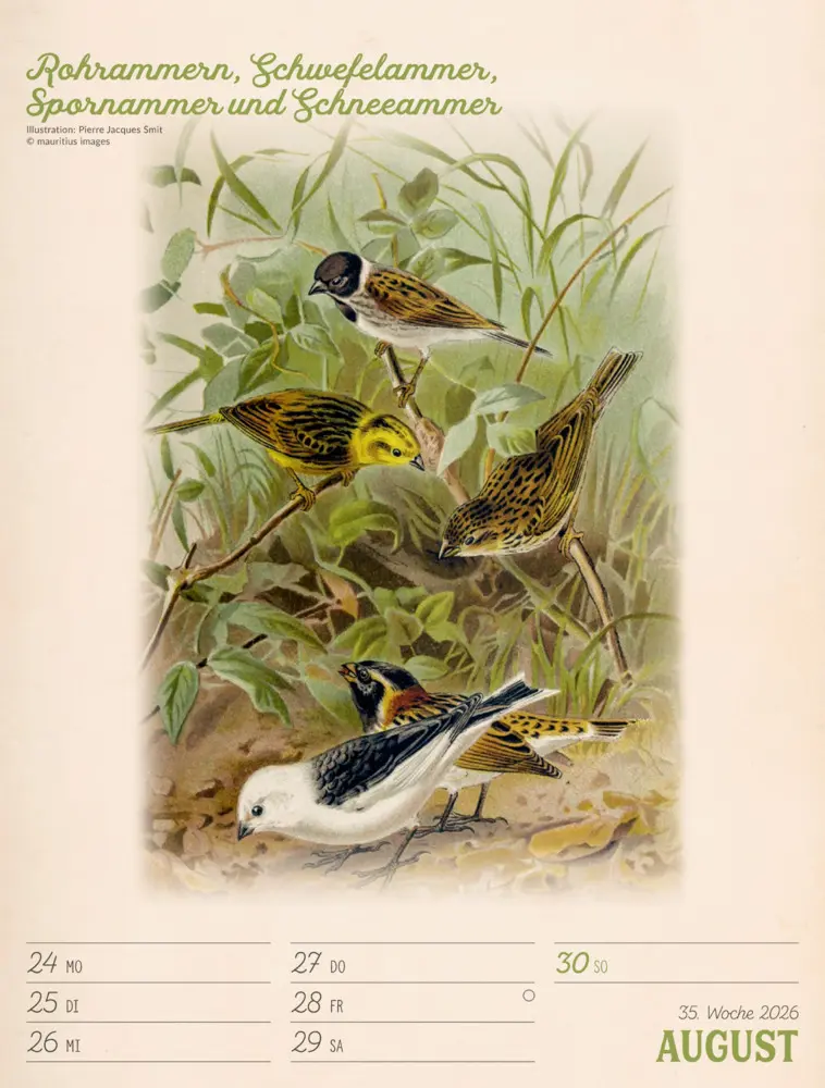Bild: 9783838436111 | Wunderbare Vogelwelt Wochenplaner Kalender 2026 | GmbH | Kalender