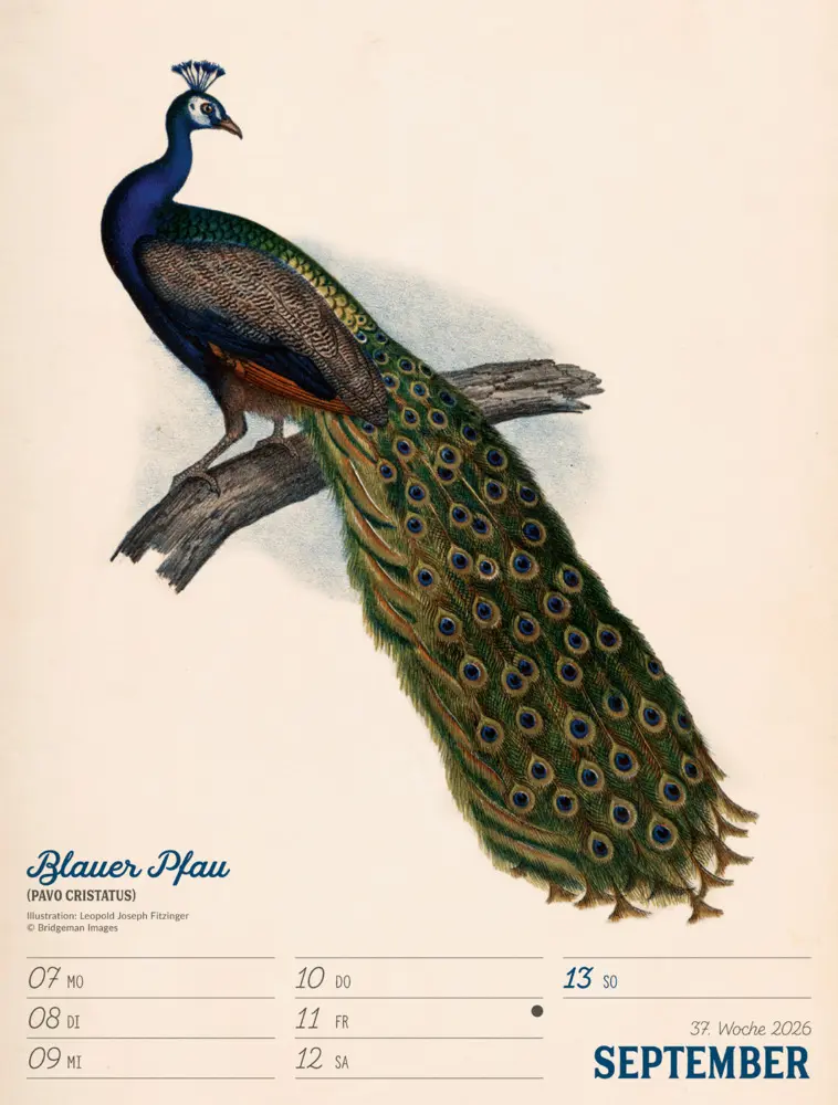 Bild: 9783838436111 | Wunderbare Vogelwelt Wochenplaner Kalender 2026 | GmbH | Kalender