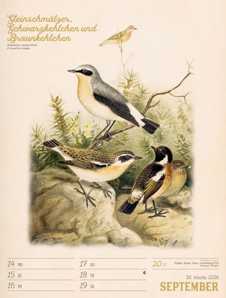 Bild: 9783838436111 | Wunderbare Vogelwelt Wochenplaner Kalender 2026 | GmbH | Kalender