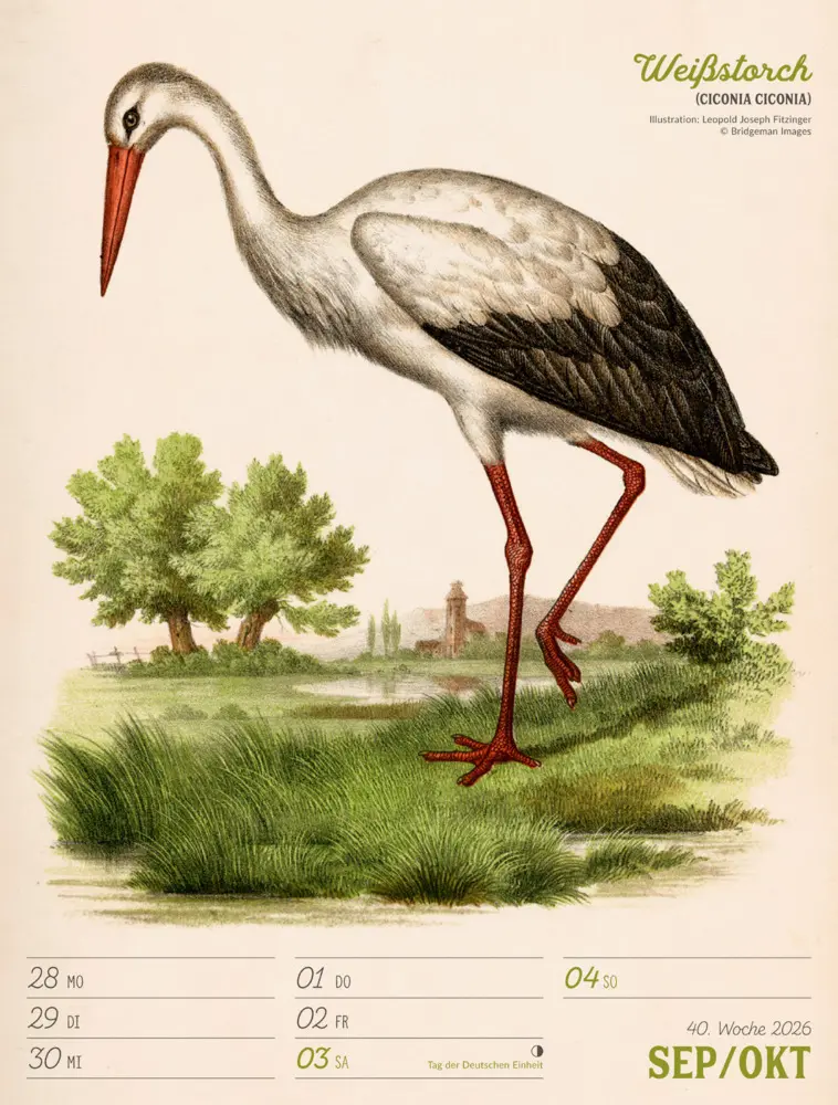 Bild: 9783838436111 | Wunderbare Vogelwelt Wochenplaner Kalender 2026 | GmbH | Kalender