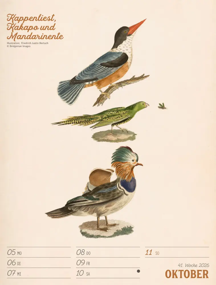 Bild: 9783838436111 | Wunderbare Vogelwelt Wochenplaner Kalender 2026 | GmbH | Kalender