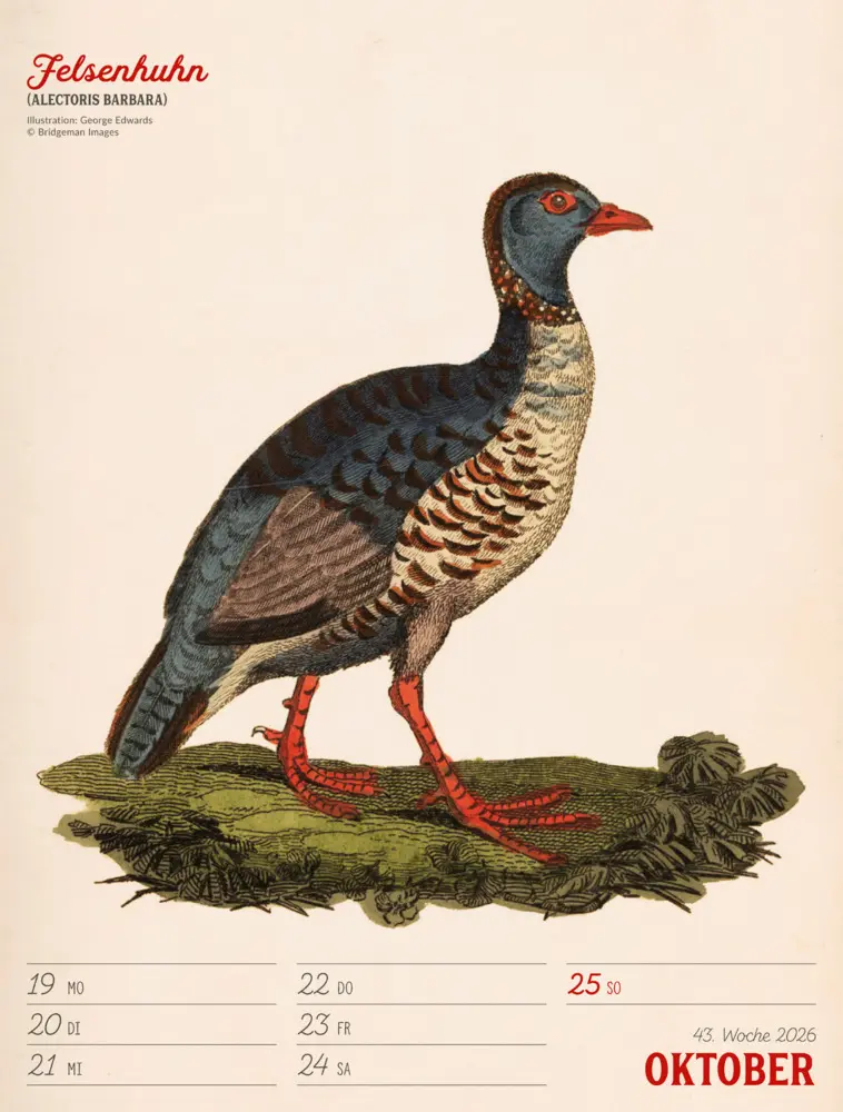 Bild: 9783838436111 | Wunderbare Vogelwelt Wochenplaner Kalender 2026 | GmbH | Kalender