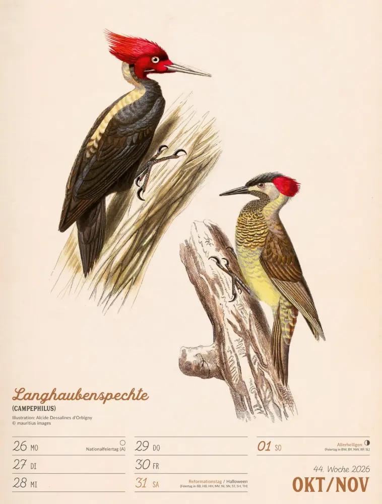 Bild: 9783838436111 | Wunderbare Vogelwelt Wochenplaner Kalender 2026 | GmbH | Kalender