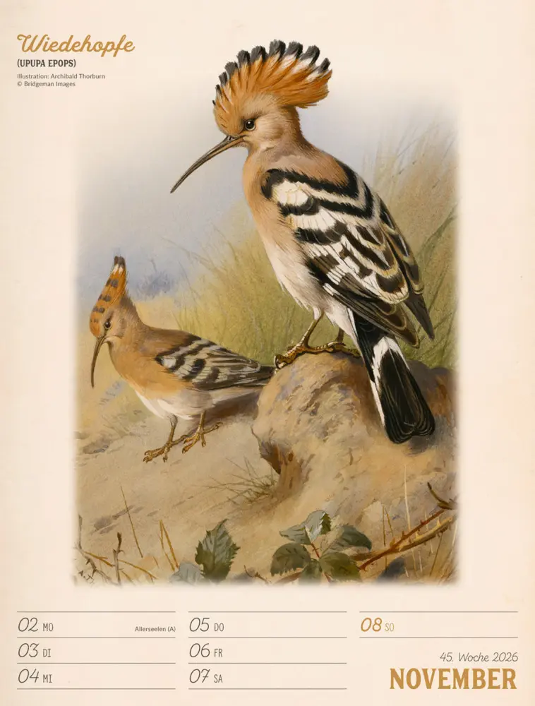 Bild: 9783838436111 | Wunderbare Vogelwelt Wochenplaner Kalender 2026 | GmbH | Kalender