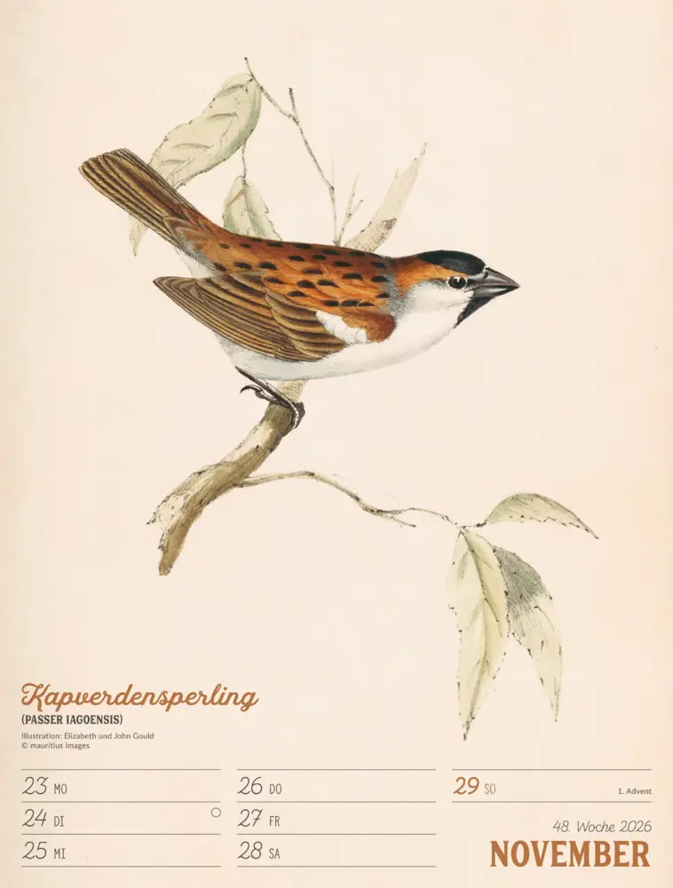 Bild: 9783838436111 | Wunderbare Vogelwelt Wochenplaner Kalender 2026 | GmbH | Kalender