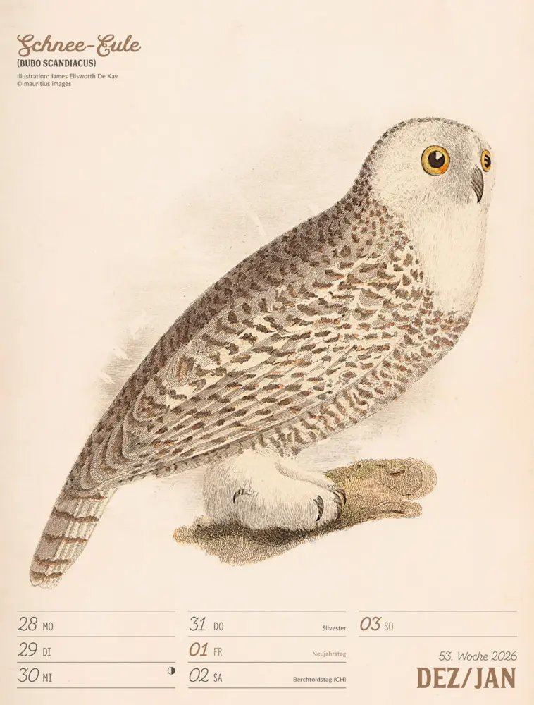 Bild: 9783838436111 | Wunderbare Vogelwelt Wochenplaner Kalender 2026 | GmbH | Kalender