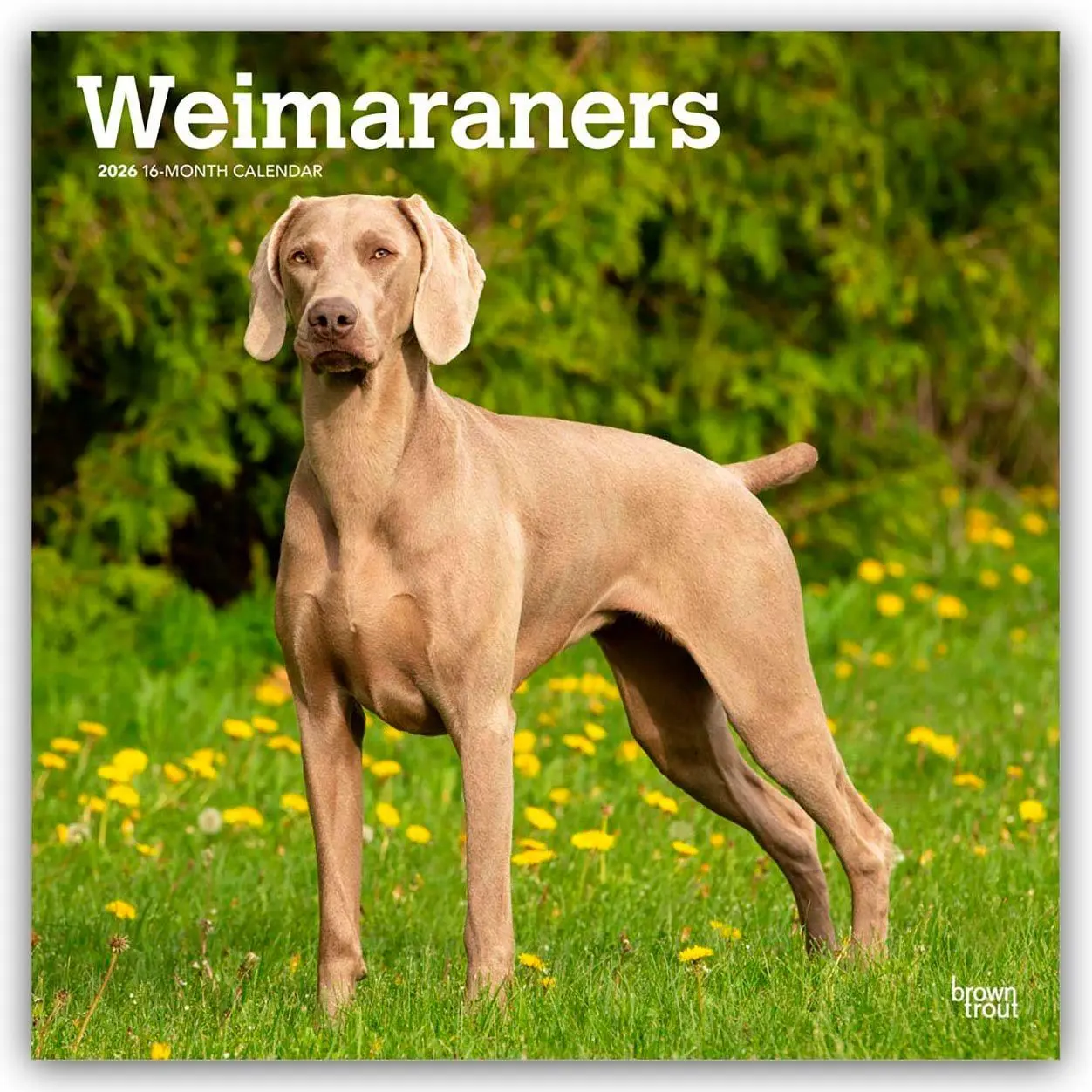 Cover: 9798330706211 | Weimaraners - Weimaraner 2026 - 16-Monatskalender | Publishers | 2026