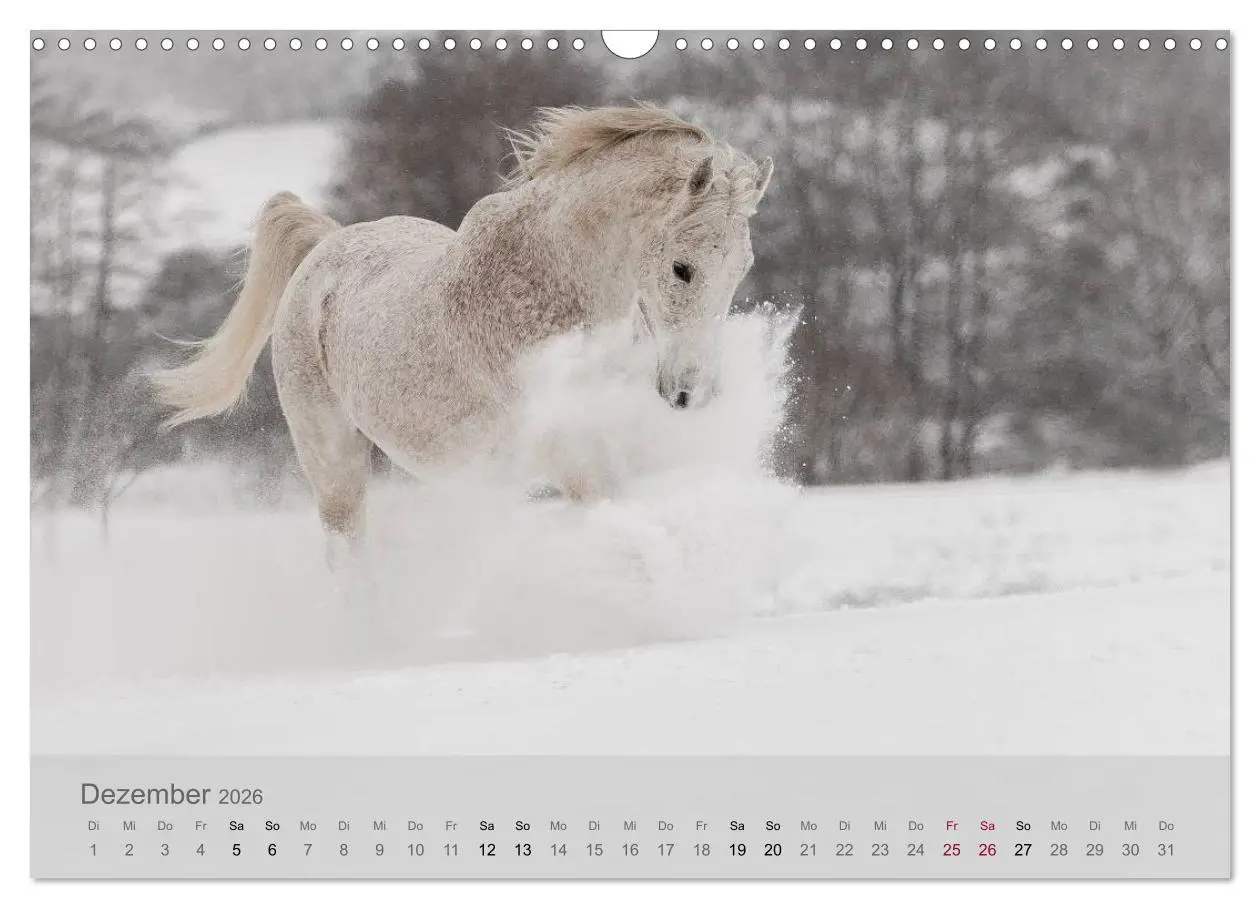 Bild: 9783516116311 | Pferde - Anmut und Stärke gepaart mit Magie (Wandkalender 2026 DIN...