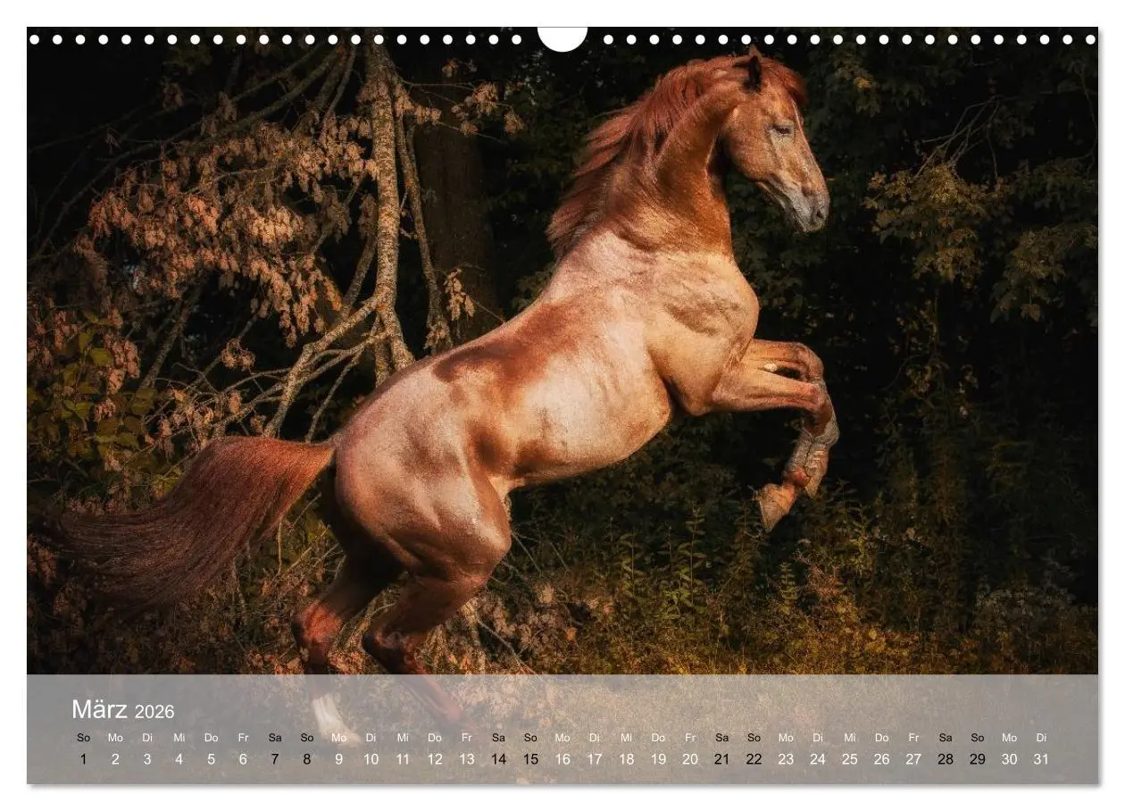 Bild: 9783516116311 | Pferde - Anmut und Stärke gepaart mit Magie (Wandkalender 2026 DIN...