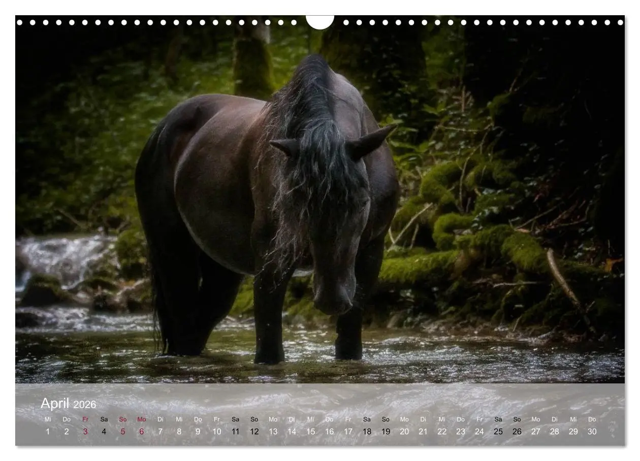 Bild: 9783516116311 | Pferde - Anmut und Stärke gepaart mit Magie (Wandkalender 2026 DIN...