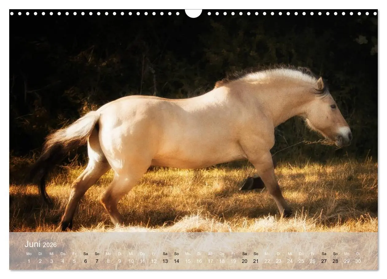Bild: 9783516116311 | Pferde - Anmut und Stärke gepaart mit Magie (Wandkalender 2026 DIN...