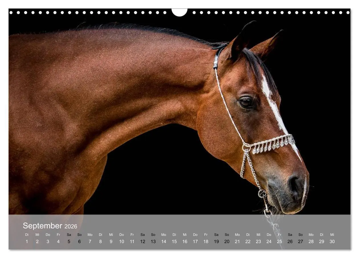 Bild: 9783516116311 | Pferde - Anmut und Stärke gepaart mit Magie (Wandkalender 2026 DIN...