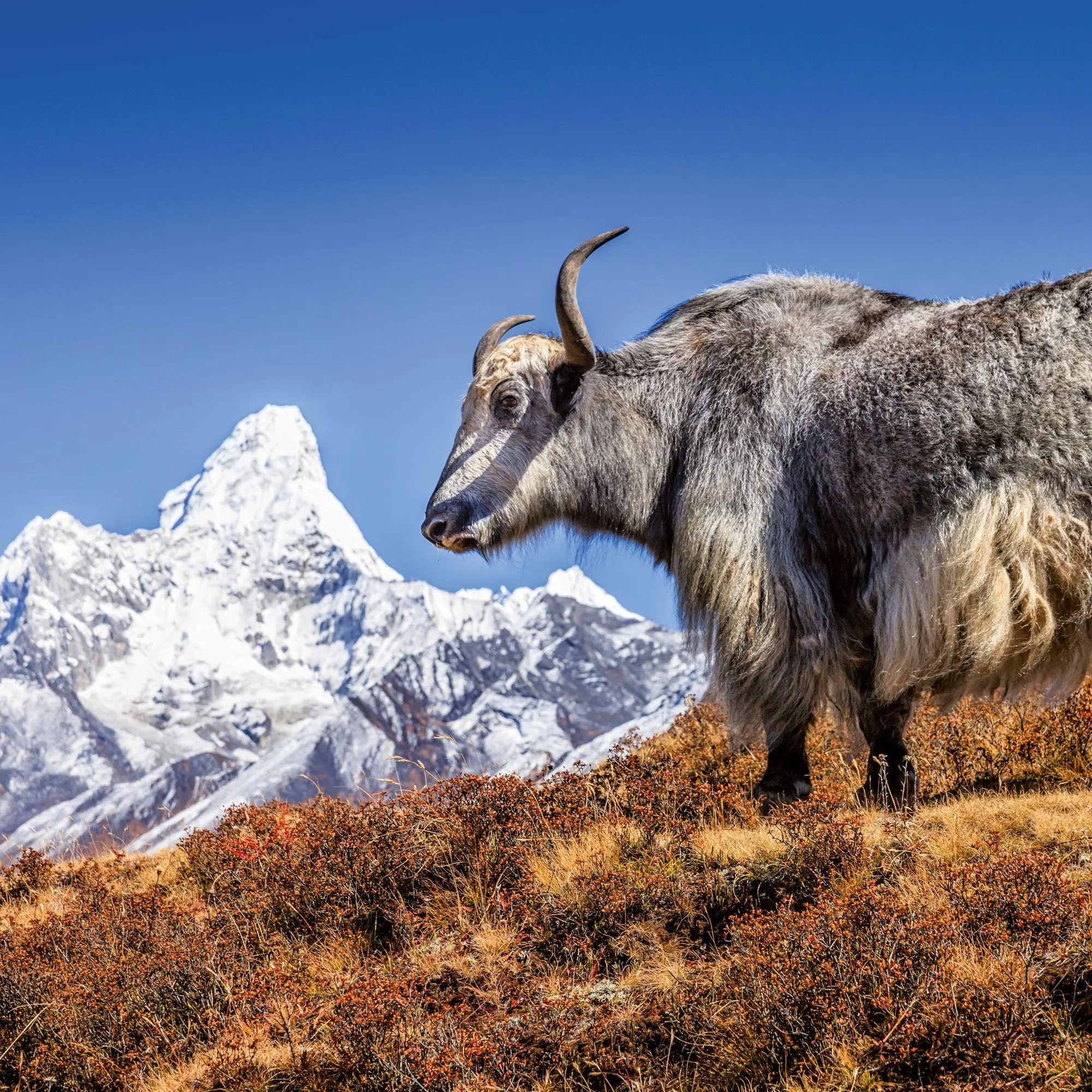 Bild: 9783959296311 | Himalaya 2027 | Kalender 2027 | Kalender | Mindful editions | 28 S.