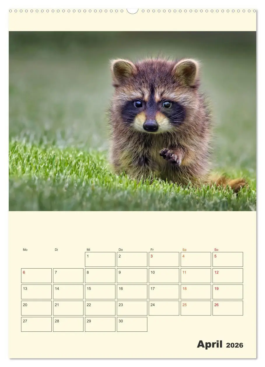 Bild: 9783516346411 | Drolliger Waschbär (hochwertiger Premium Wandkalender 2026 DIN A2...