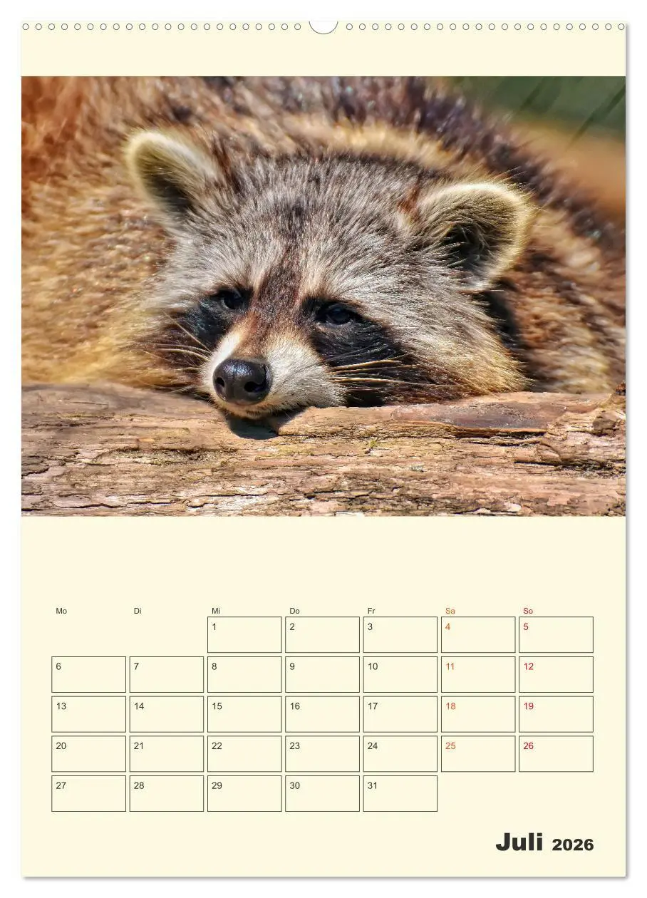 Bild: 9783516346411 | Drolliger Waschbär (hochwertiger Premium Wandkalender 2026 DIN A2...