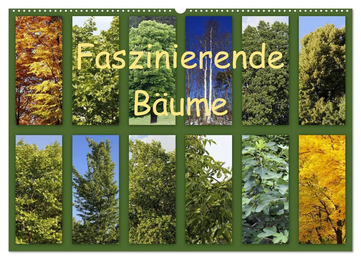 Cover: 9783457906811 | Faszinierende Bäume (Wandkalender 2026 DIN A2 quer), CALVENDO...