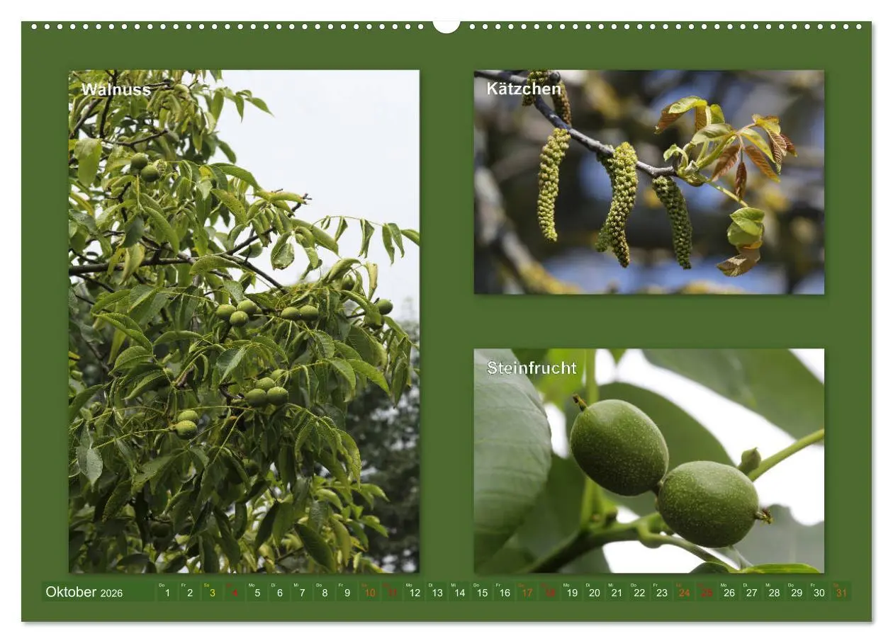 Bild: 9783457906811 | Faszinierende Bäume (Wandkalender 2026 DIN A2 quer), CALVENDO...