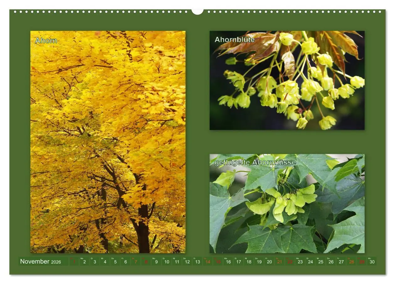 Bild: 9783457906811 | Faszinierende Bäume (Wandkalender 2026 DIN A2 quer), CALVENDO...