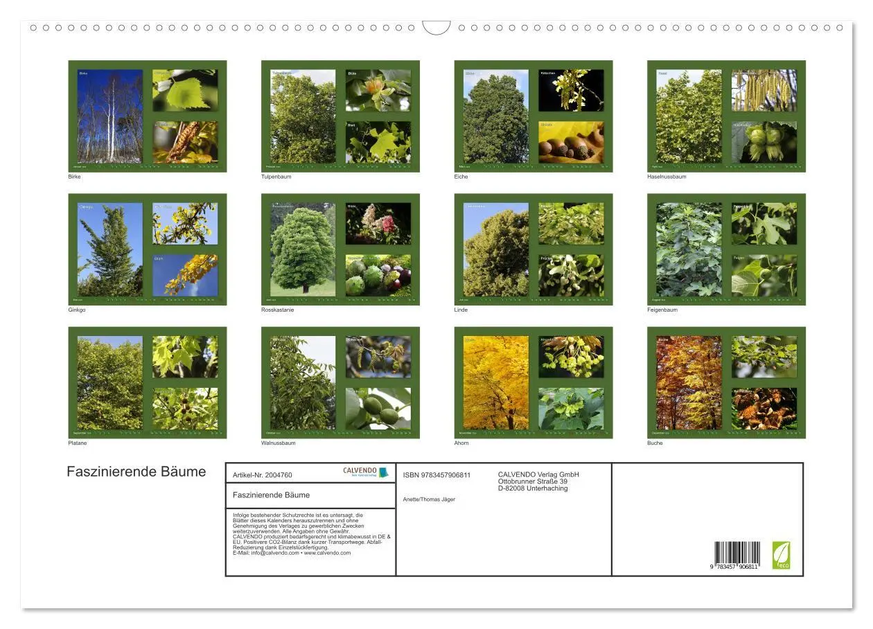 Bild: 9783457906811 | Faszinierende Bäume (Wandkalender 2026 DIN A2 quer), CALVENDO...