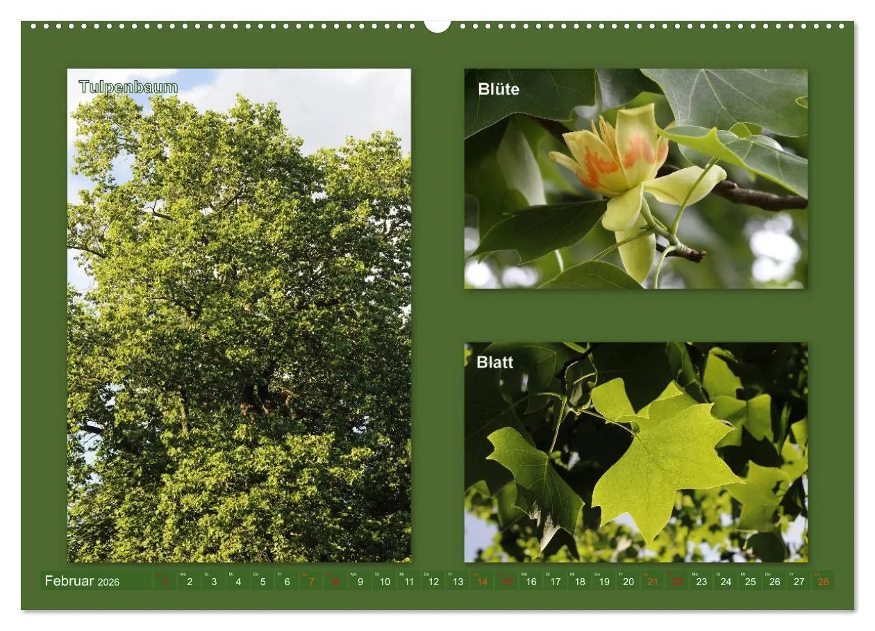Bild: 9783457906811 | Faszinierende Bäume (Wandkalender 2026 DIN A2 quer), CALVENDO...