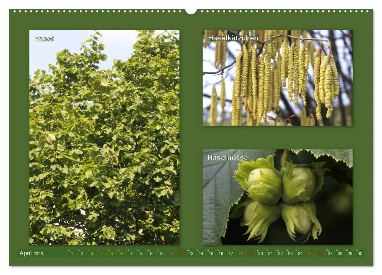Bild: 9783457906811 | Faszinierende Bäume (Wandkalender 2026 DIN A2 quer), CALVENDO...