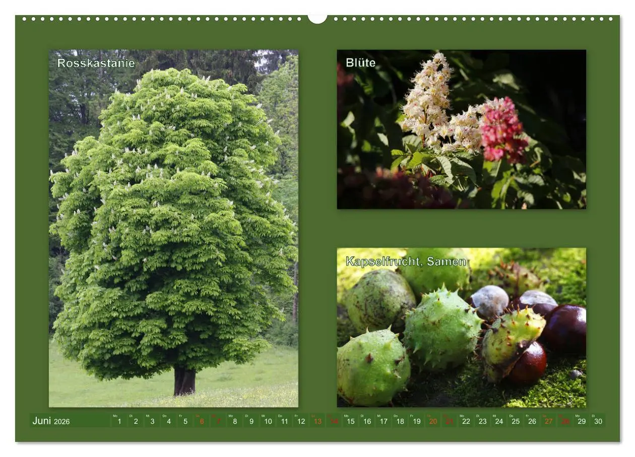 Bild: 9783457906811 | Faszinierende Bäume (Wandkalender 2026 DIN A2 quer), CALVENDO...