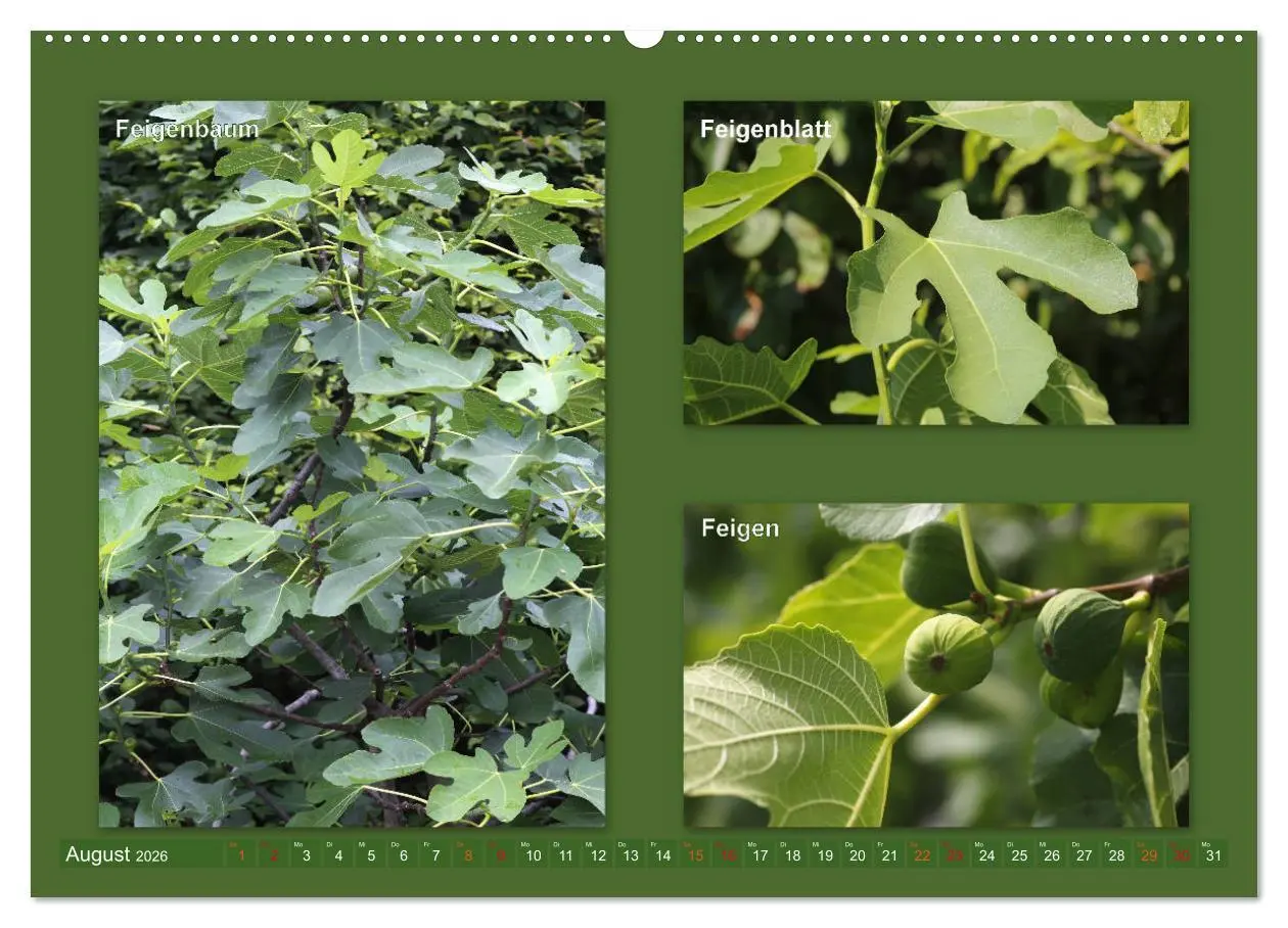 Bild: 9783457906811 | Faszinierende Bäume (Wandkalender 2026 DIN A2 quer), CALVENDO...