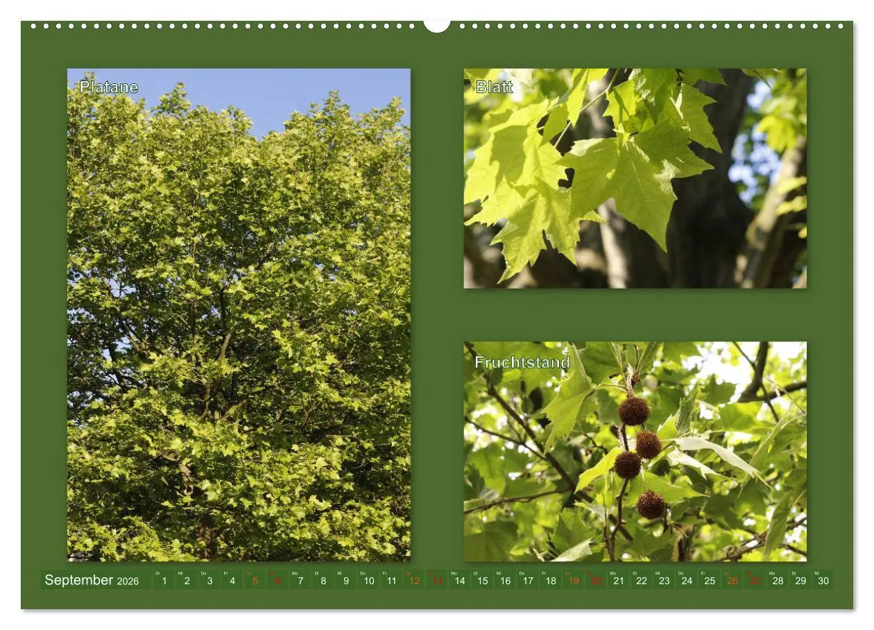 Bild: 9783457906811 | Faszinierende Bäume (Wandkalender 2026 DIN A2 quer), CALVENDO...