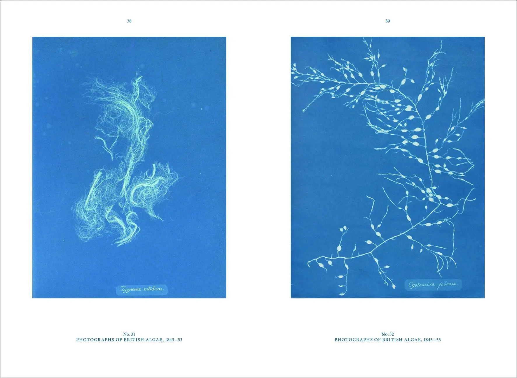 Bild: 9783943616811 | Anna Atkins | Blue Prints | Rolf Sachsse | Buch | 72 S. | Deutsch