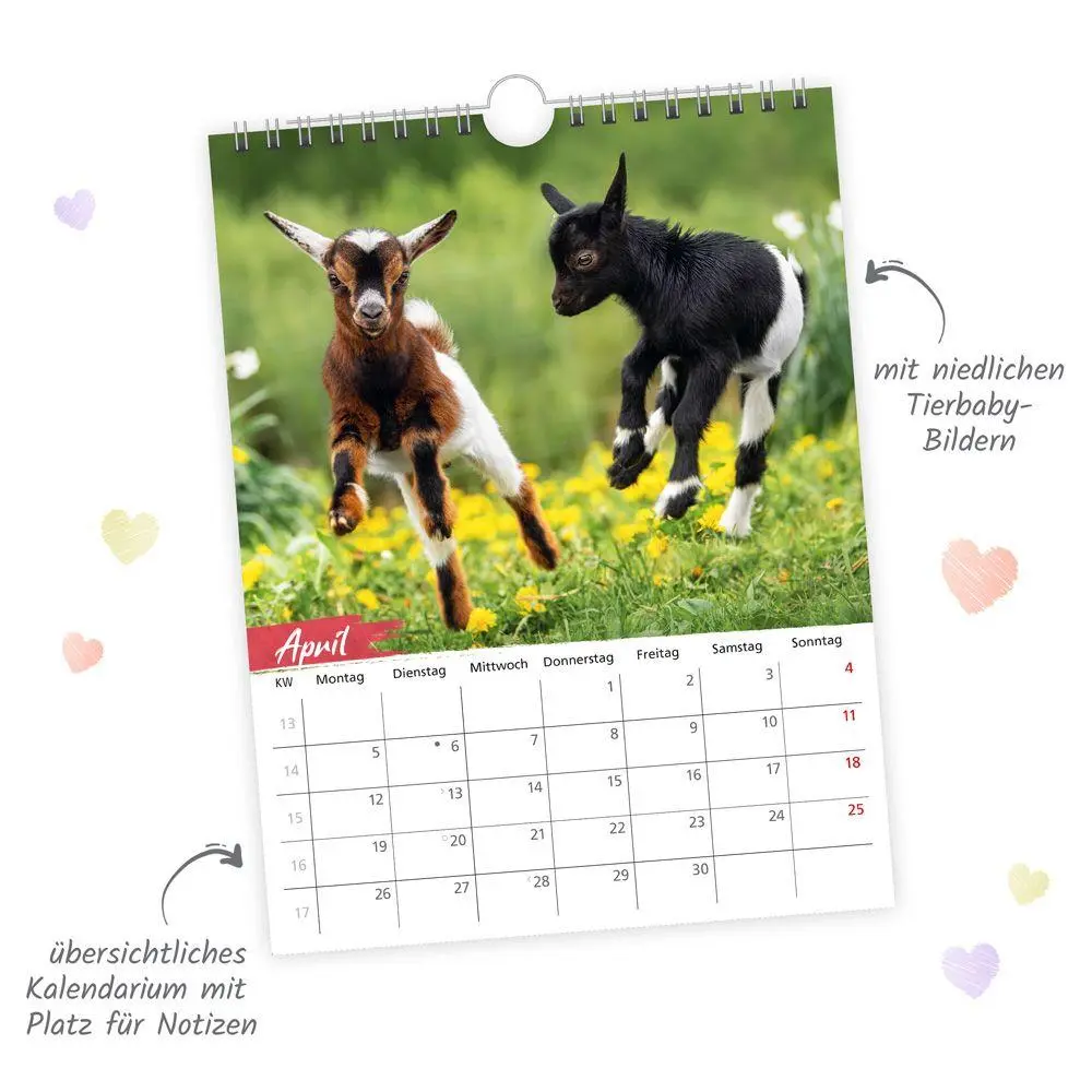 Bild: 9783988026811 | TRÖTSCH - Notizkalender zum Hängen Tierkinder 2027 | KG | Kalender