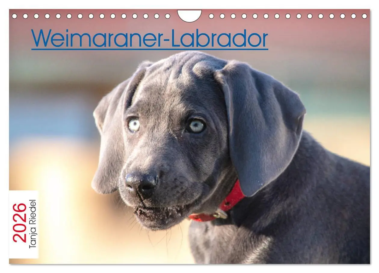Cover: 9783457717011 | Weimaraner-Labrador (Wandkalender 2026 DIN A4 quer), CALVENDO...