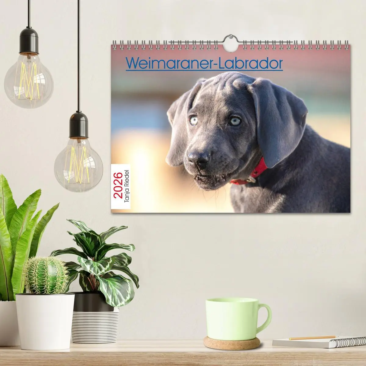 Bild: 9783457717011 | Weimaraner-Labrador (Wandkalender 2026 DIN A4 quer), CALVENDO...