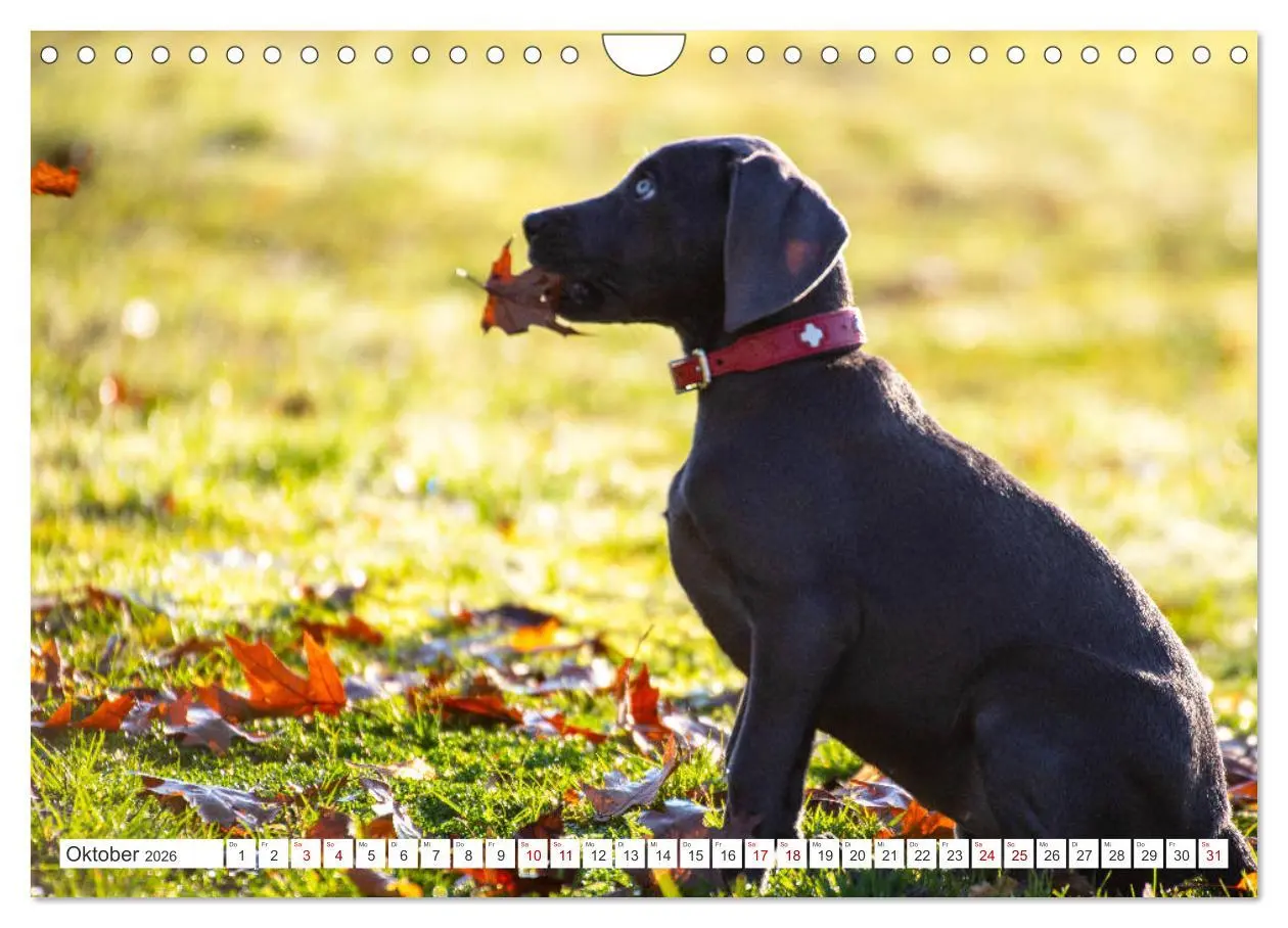 Bild: 9783457717011 | Weimaraner-Labrador (Wandkalender 2026 DIN A4 quer), CALVENDO...