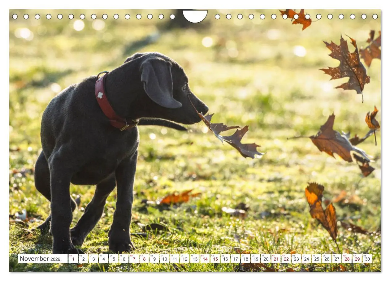 Bild: 9783457717011 | Weimaraner-Labrador (Wandkalender 2026 DIN A4 quer), CALVENDO...
