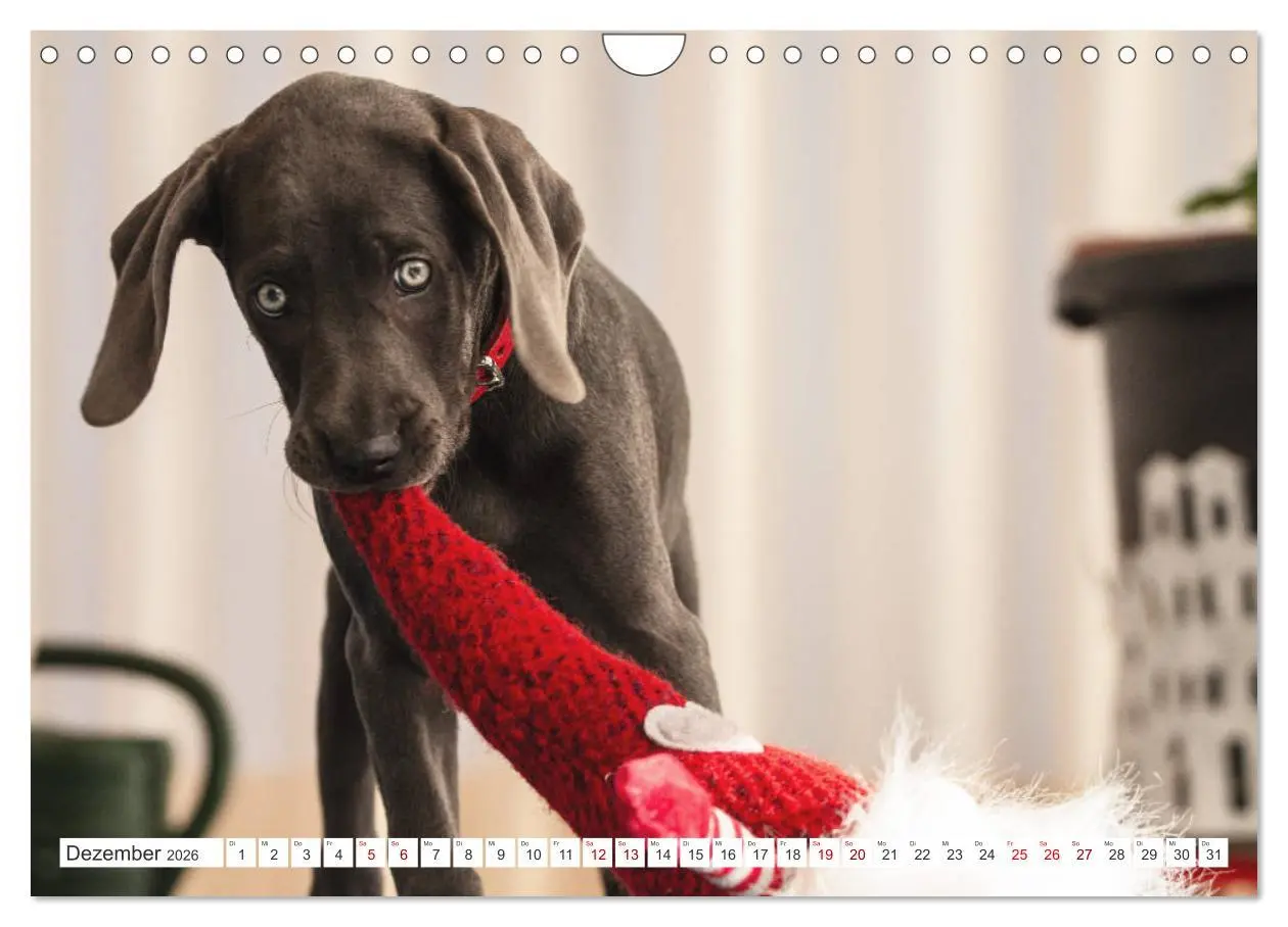 Bild: 9783457717011 | Weimaraner-Labrador (Wandkalender 2026 DIN A4 quer), CALVENDO...