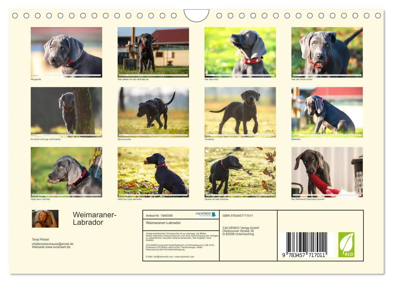 Bild: 9783457717011 | Weimaraner-Labrador (Wandkalender 2026 DIN A4 quer), CALVENDO...